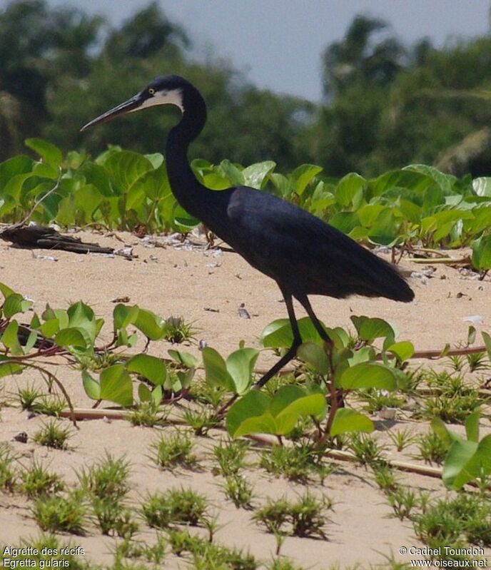 Western Reef Heronadult, identification