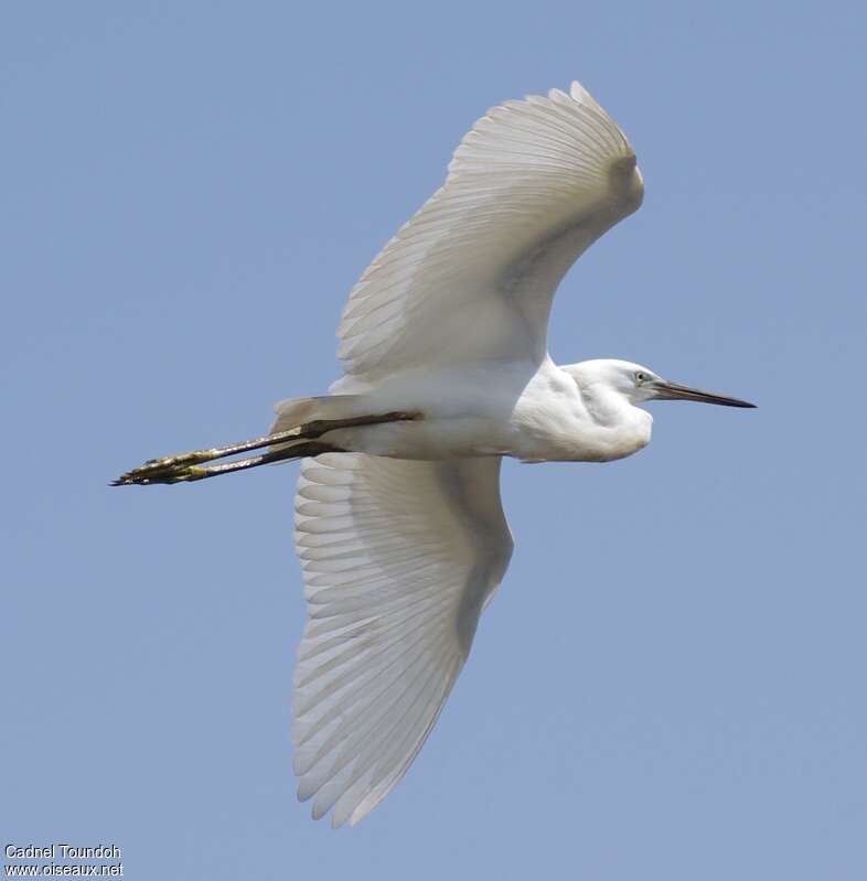 Aigrette des récifsadulte internuptial, pigmentation, Vol