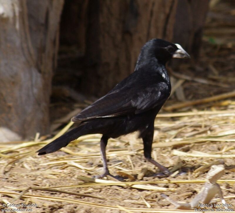 White-billed Buffalo Weaver male adult breeding, identification