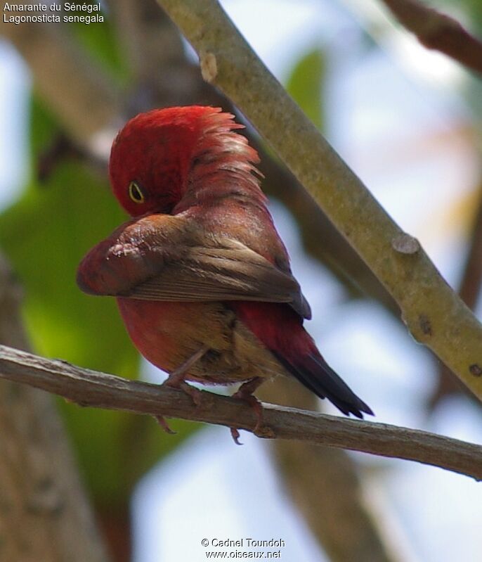 Red-billed Firefinch male adult breeding, identification