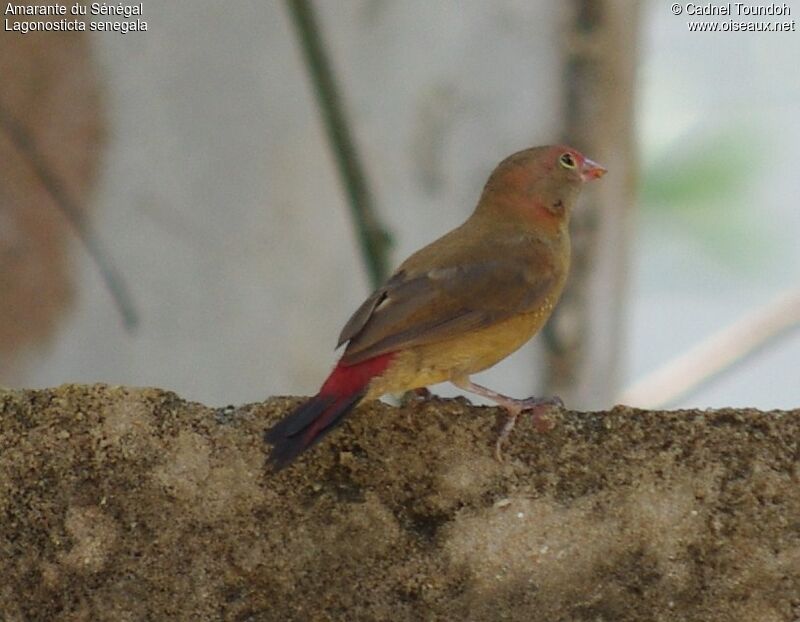 Amarante du Sénégal mâle immature, identification