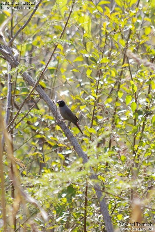 Amarante masqué mâle adulte, identification