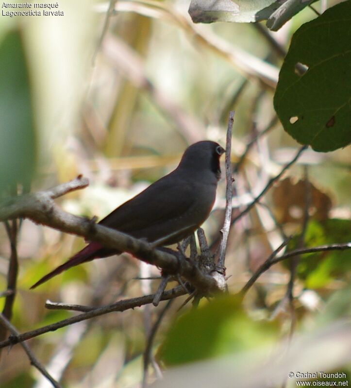 Black-faced Firefinch male adult, identification