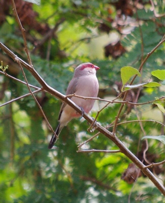 Black-rumped Waxbill