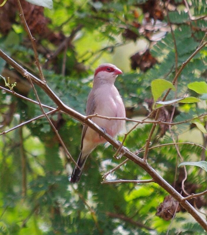 Black-rumped Waxbill