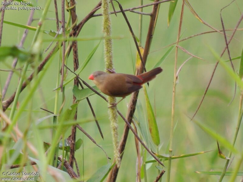 Astrild du Nigeradulte, identification