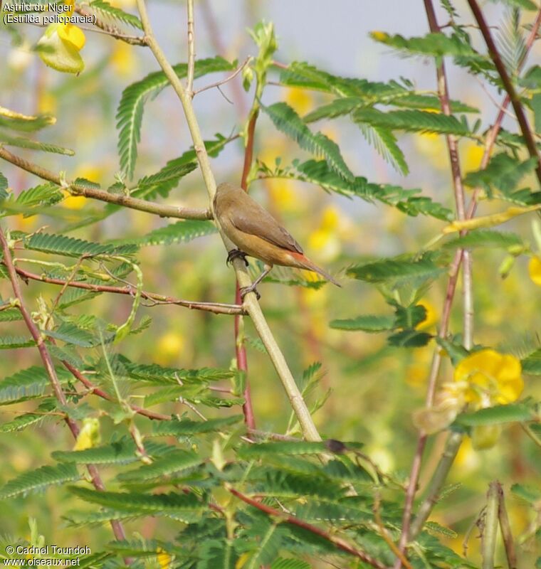 Astrild du Nigeradulte, identification