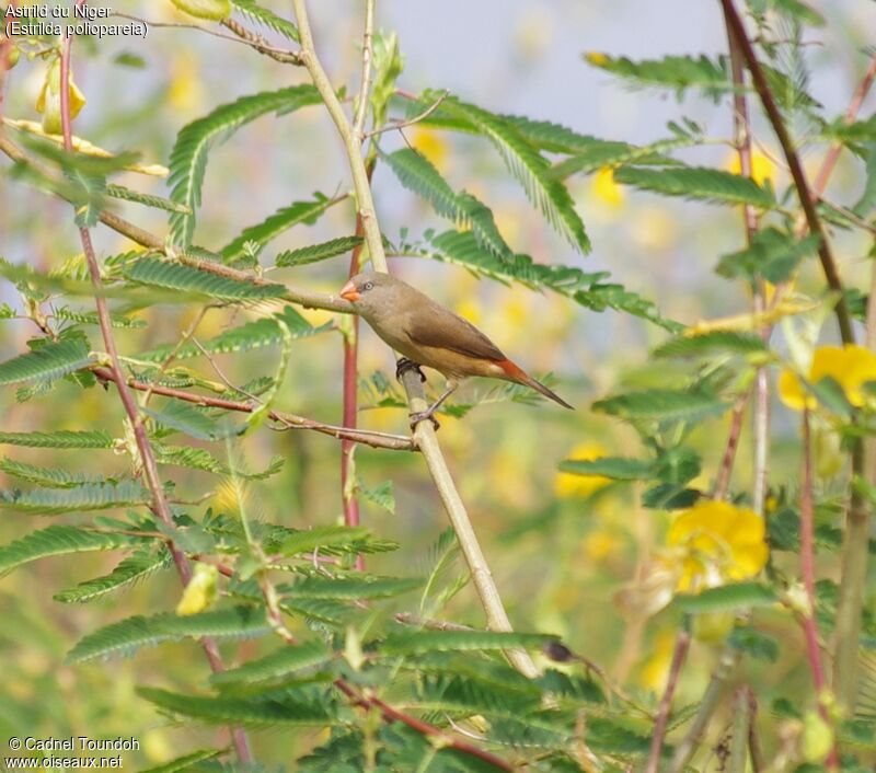 Anambra Waxbilladult, identification