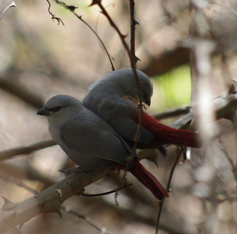 Lavender Waxbill