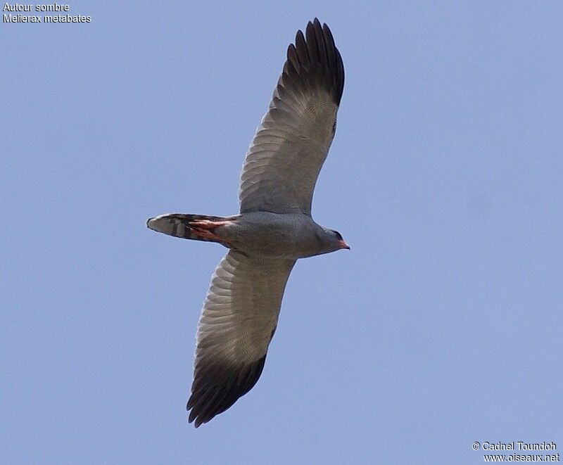 Dark Chanting Goshawkadult, Flight