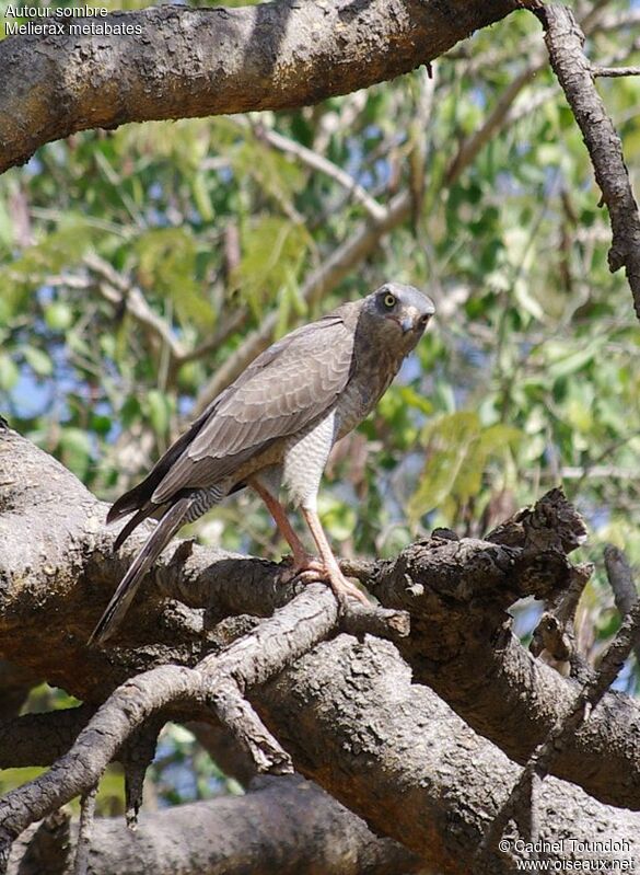 Autour sombreimmature, identification