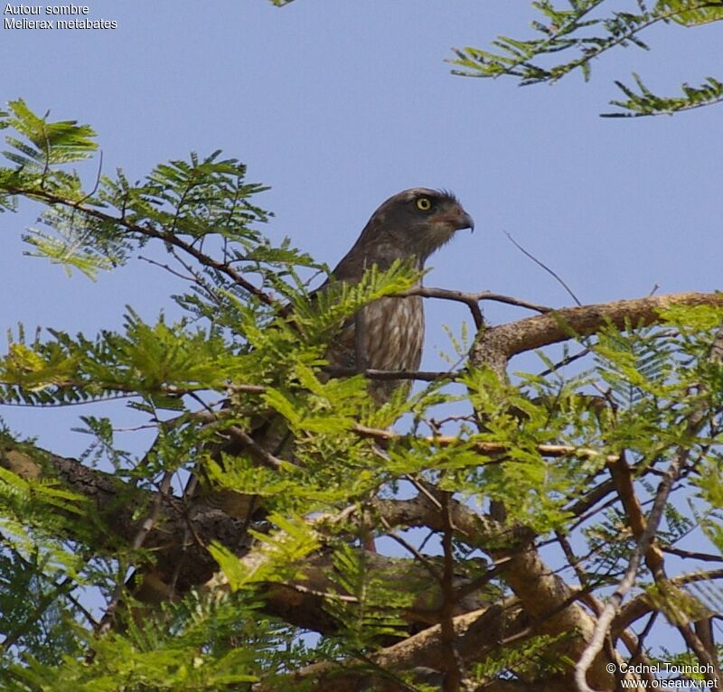 Dark Chanting Goshawkimmature, identification