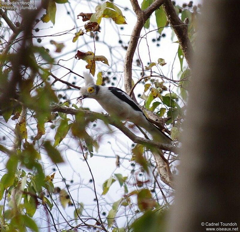 White-crested Helmetshrikeadult breeding, identification