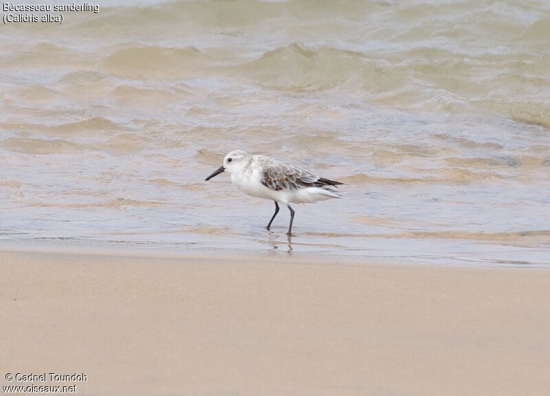 Bécasseau sanderling