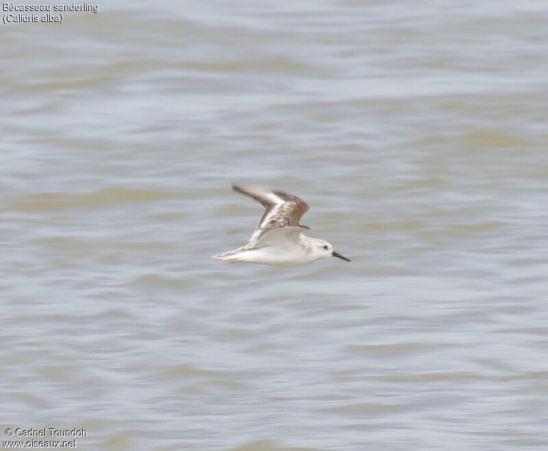 Bécasseau sanderling