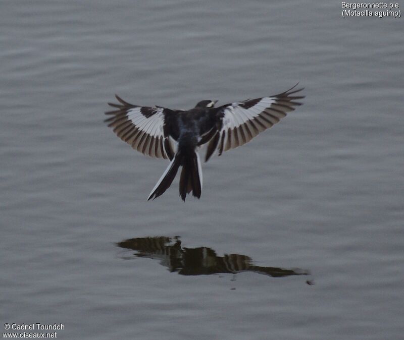 African Pied Wagtailadult, identification