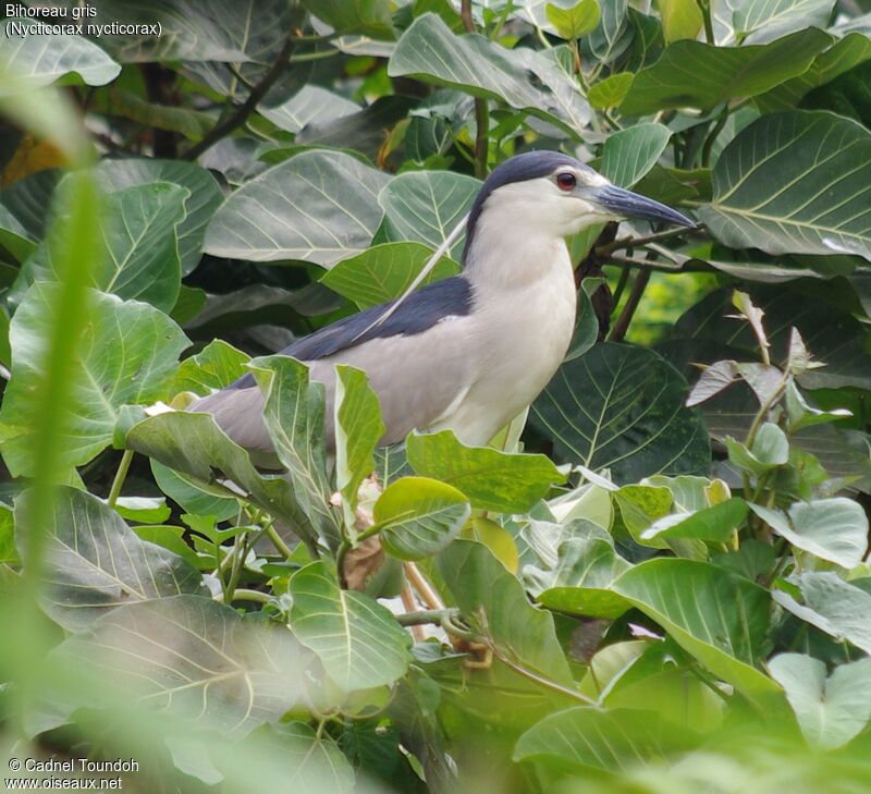 Bihoreau grisadulte nuptial, identification