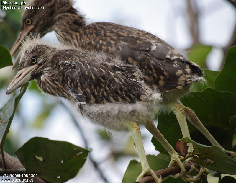 Black-crowned Night Heronjuvenile, identification