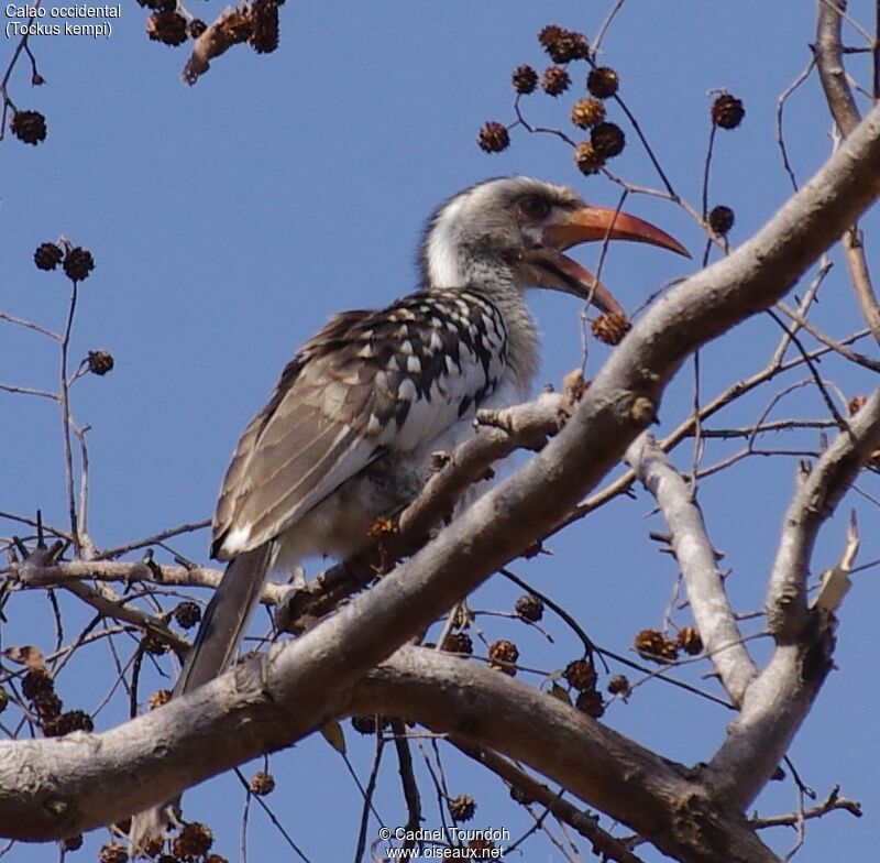 Western Red-billed Hornbill