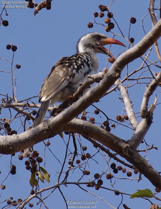 Western Red-billed Hornbill