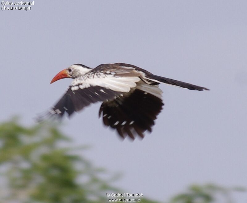 Western Red-billed Hornbilladult, identification