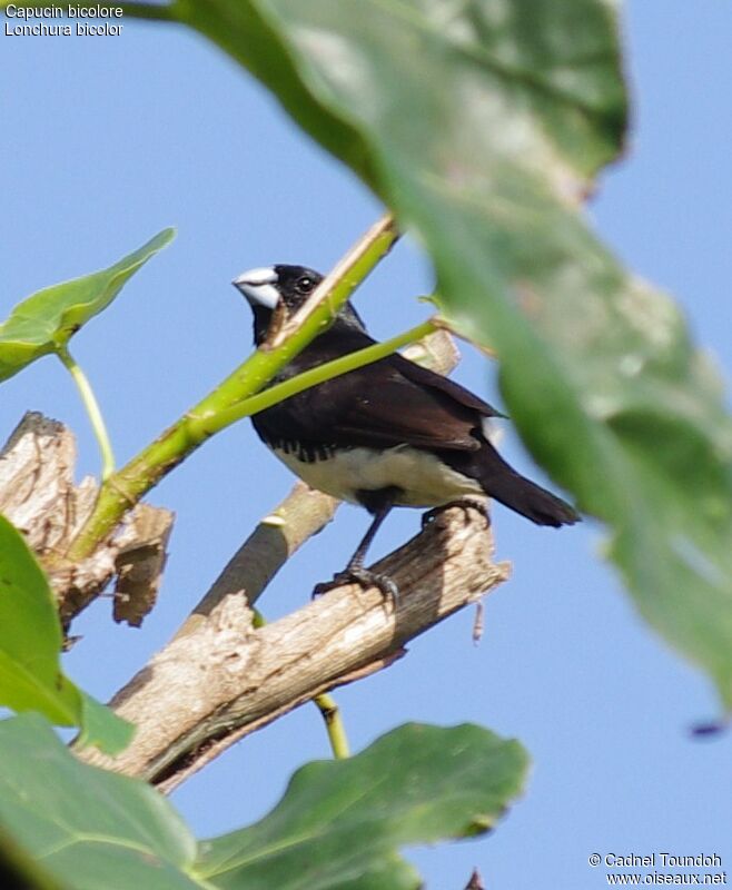 Black-and-white Mannikinadult, identification