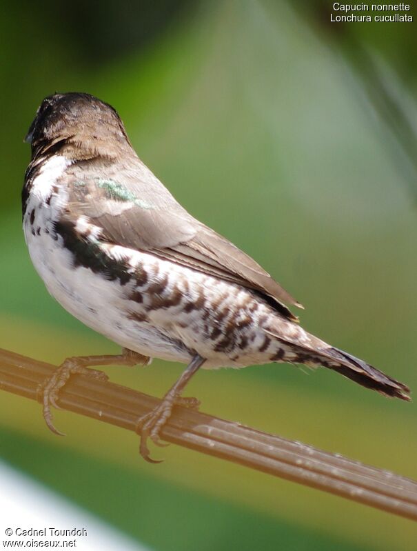 Bronze Mannikin male adult, identification