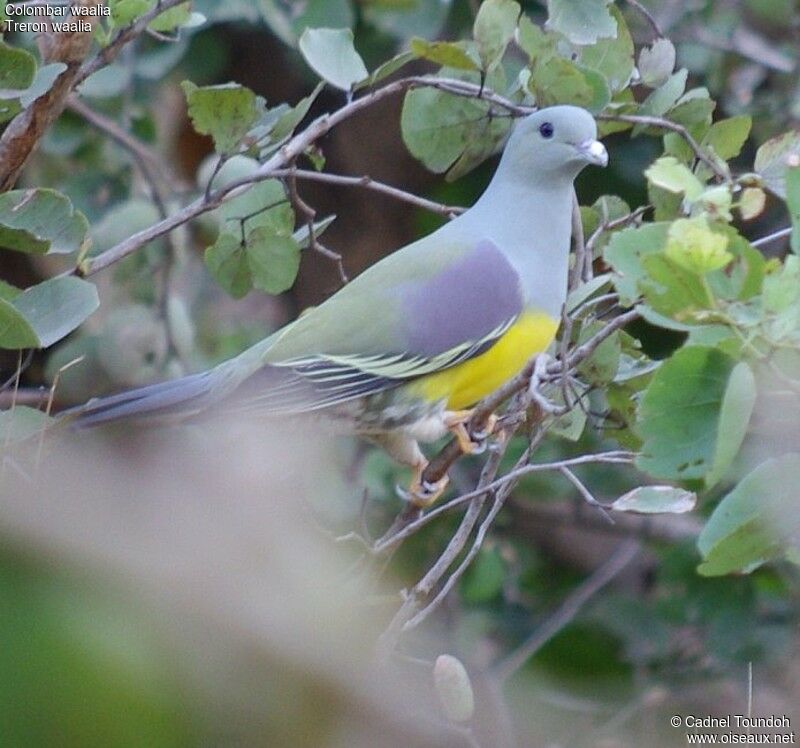 Bruce's Green Pigeonadult, identification