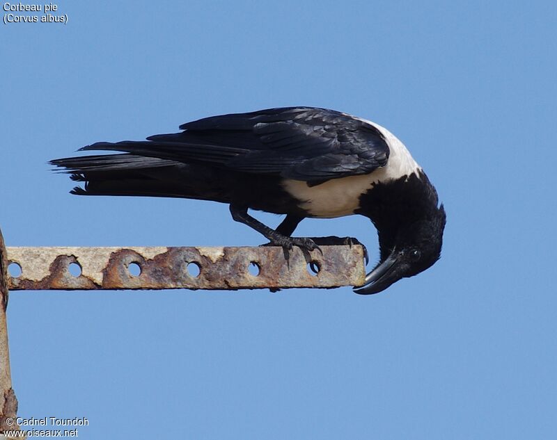 Pied Crowadult, identification