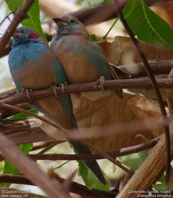 Cordonbleu à joues rouges adulte, identification