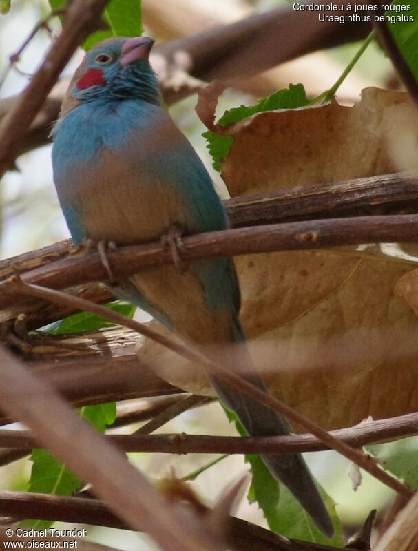 Red-cheeked Cordon-bleu