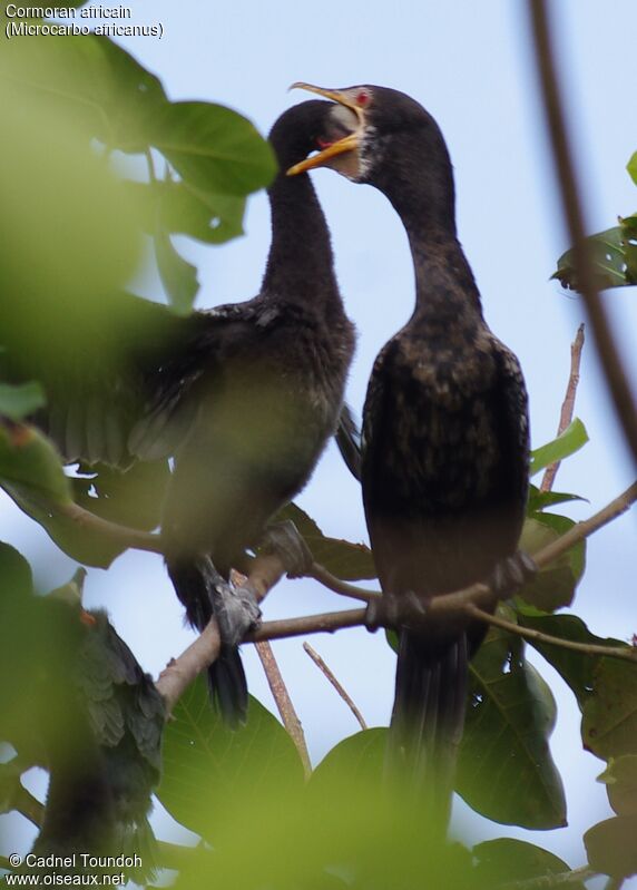 Reed Cormorant, identification