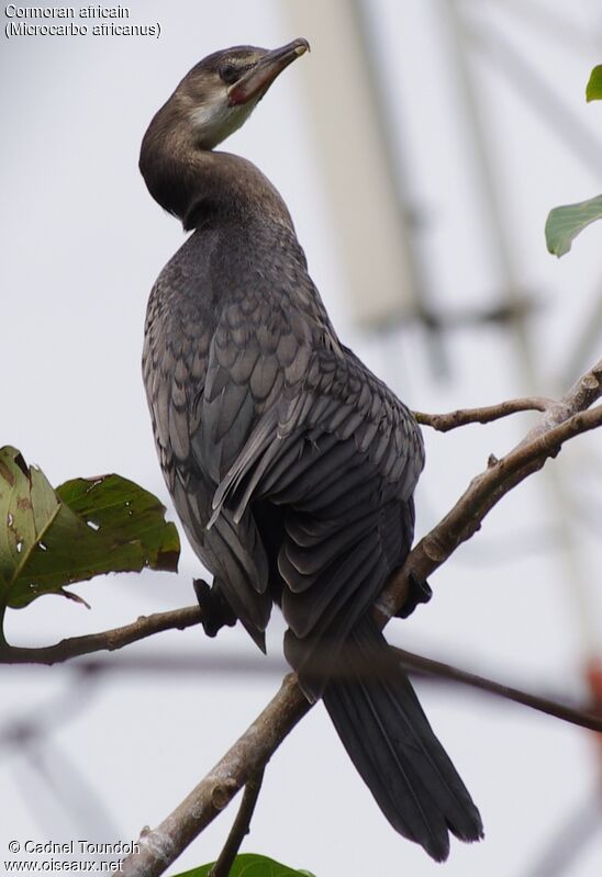 Cormoran africainimmature, identification