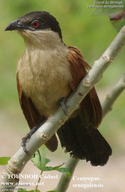 Coucal du Sénégalimmature, identification