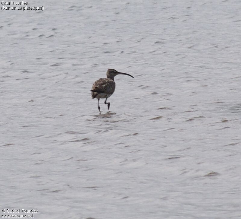 Eurasian Whimbreladult, identification