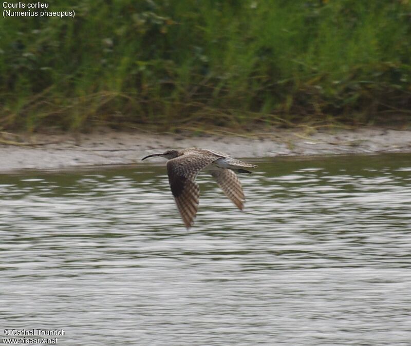 Eurasian Whimbreladult, identification