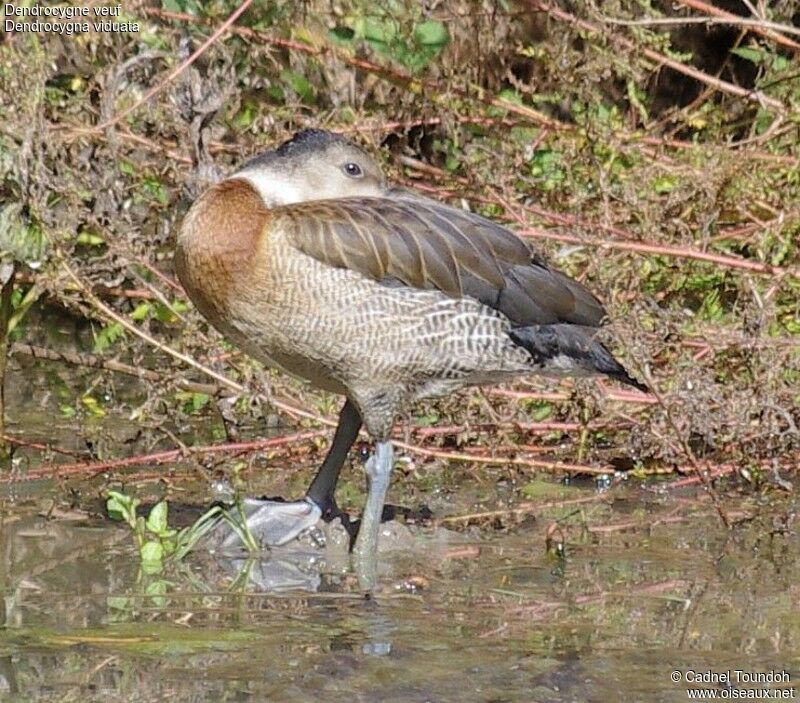 Dendrocygne veuf