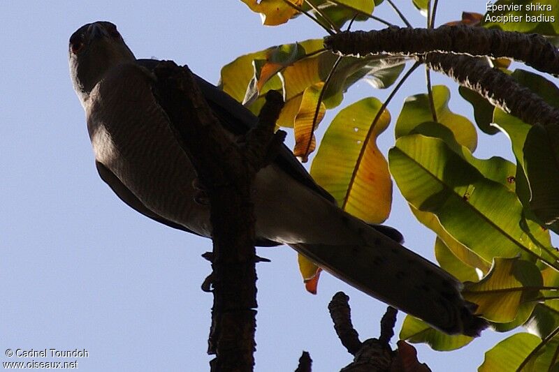 Épervier shikraadulte, identification