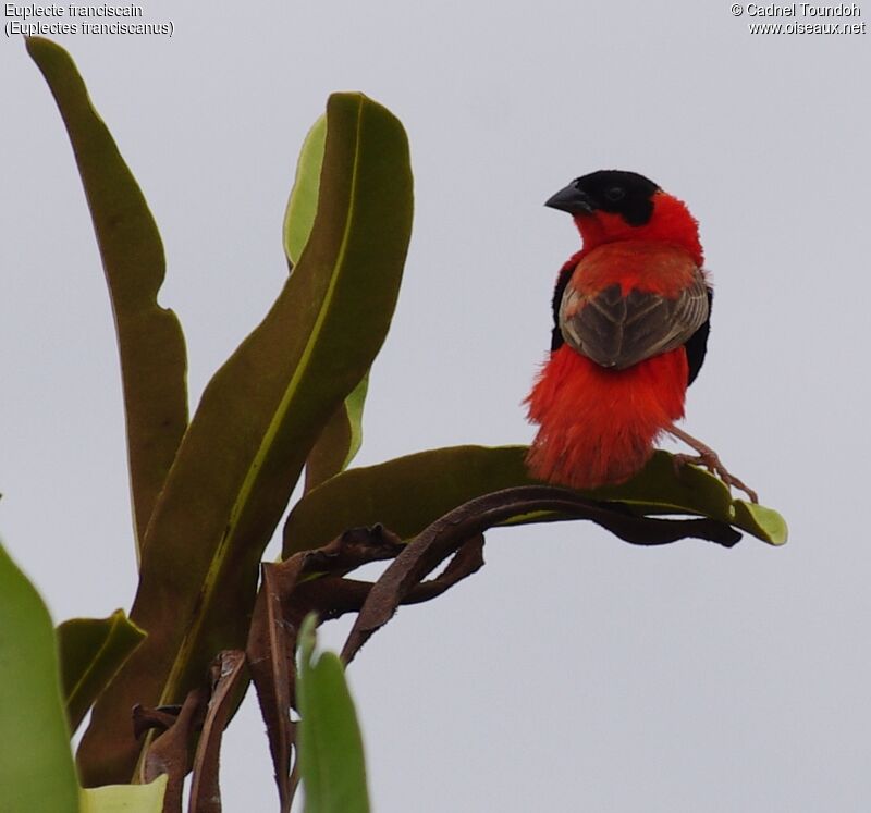 Northern Red Bishop male adult breeding, identification