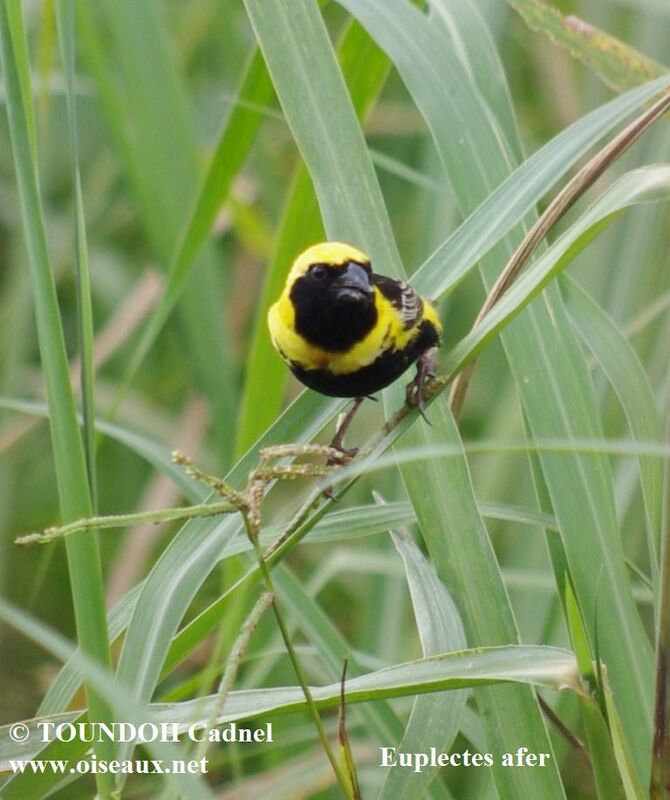 Yellow-crowned Bishop male adult breeding