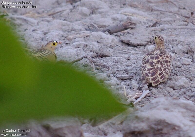 Ganga quadribande adulte, identification