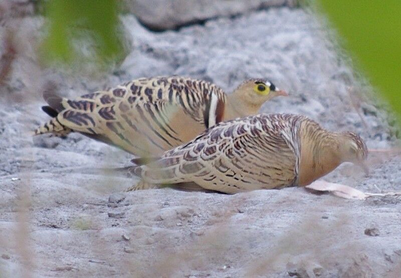 Four-banded Sandgrouse