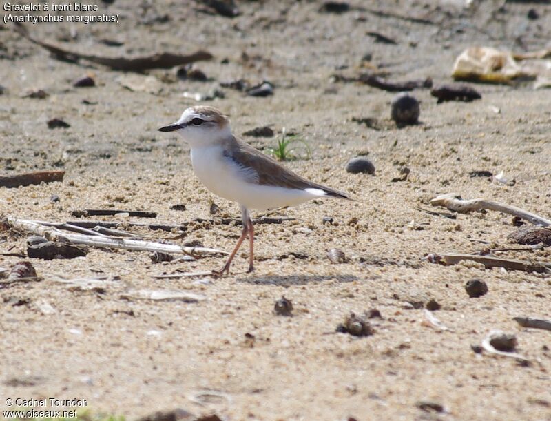 White-fronted Ploveradult post breeding, identification