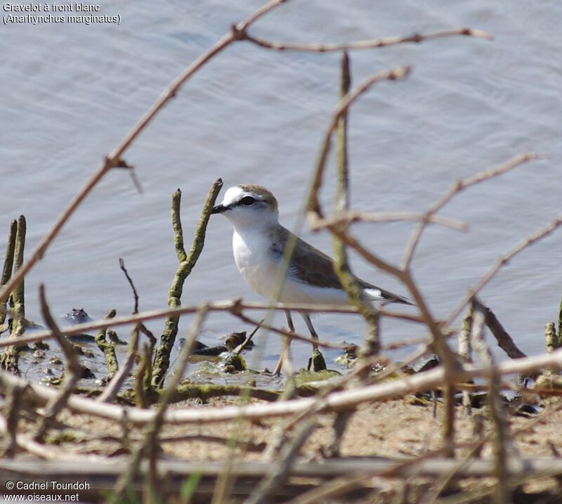 White-fronted Ploveradult post breeding, identification