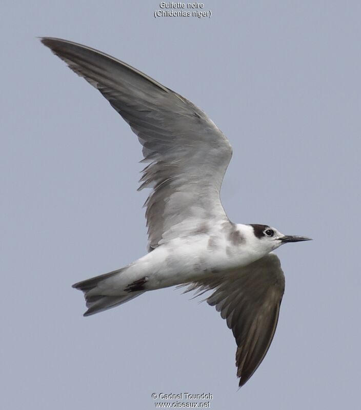 Guifette noireadulte internuptial, identification