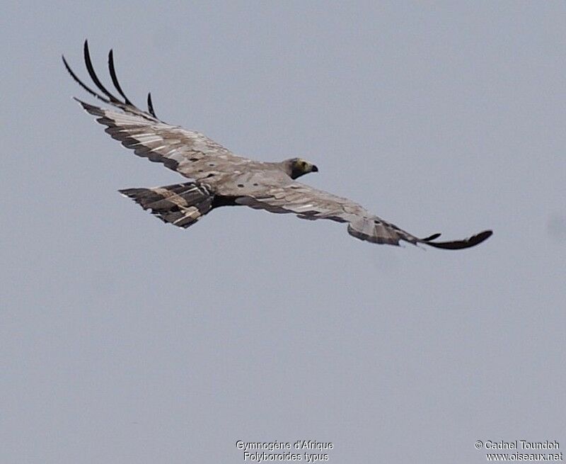 African Harrier-Hawkadult, Flight