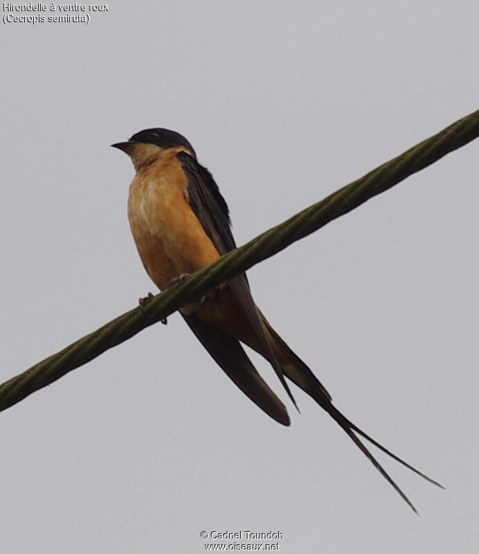 Red-breasted Swallowadult breeding, identification