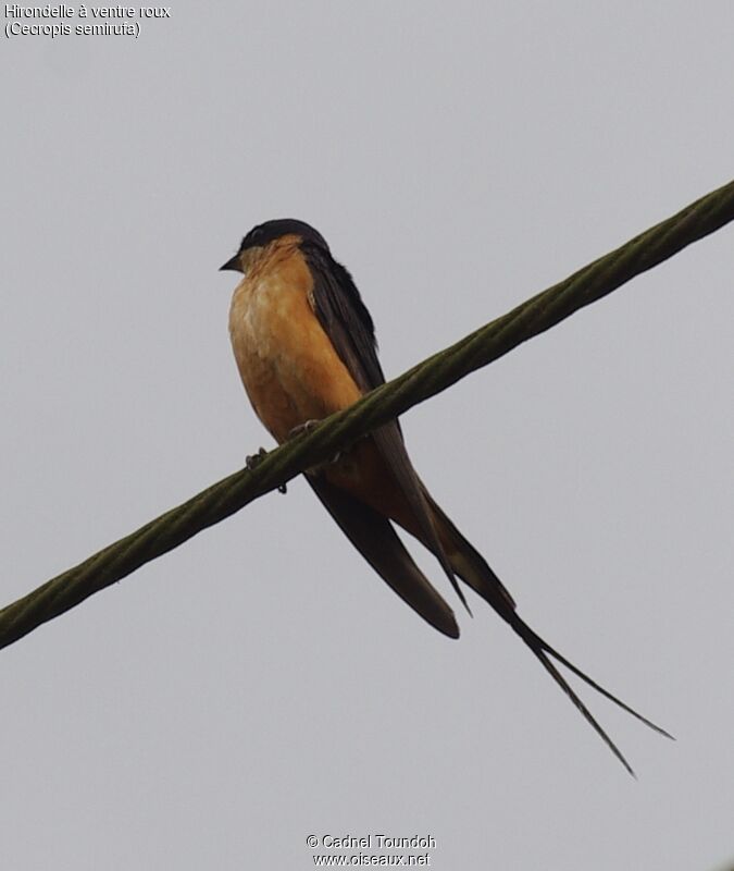 Red-breasted Swallowadult breeding, identification