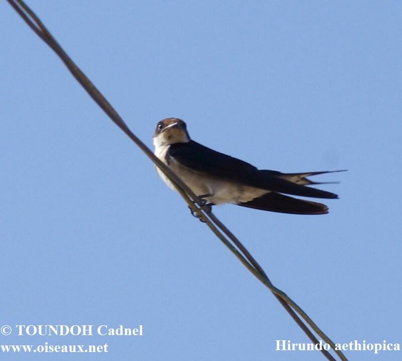 Ethiopian Swallowadult, identification