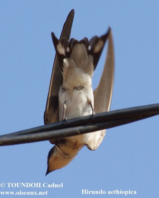 Ethiopian Swallowadult, identification